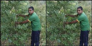 image: Chamoli: Pradeep Kunwar made sandalwood forest