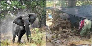 image: Elephant demolishes shop on Ramnagar Highway