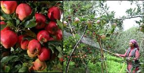 image: Apple production in Uttarakhand Vibrant Village Gunji