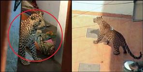 image: Udham singh nagar leopard news