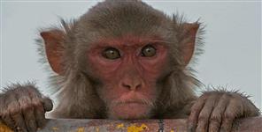 image: monkey took seven thousand rupee in rishikesh