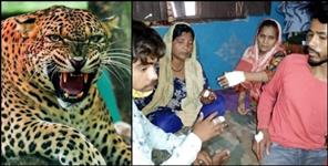 image: Leopard attacks Villagers in Bhikiyasain