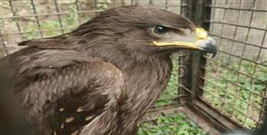 Dehradun Wildlife Smuggling Cases Raise Concern