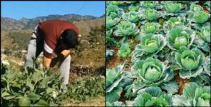image: Attempts to populate uninhabited villages through farming in pauri