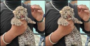 image: Leopard cub found in Udham Singh Nagar