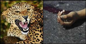 image: Leopard killed 5-year-old girl in Tehri Garhwal