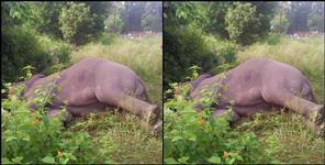 image: Elephant death in Lansdowne Forest Division