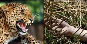 image: Pithoragarh leopard attack on women