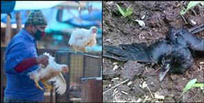 image: Risk of bird flu in Uttarakhand