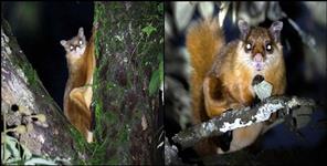 image: Flying squirrel seen in Lansdowne