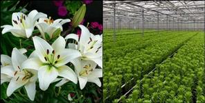 image: Cultivation of lilium flowers in Chamoli district
