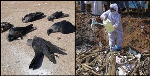 image: Dead birds found in Srinagar Kotdwar Kirtinagar