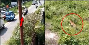 image: Video of Leopard in the snake charmer basti of Dehradun