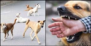 image: Dog flock attacked 7 year old child