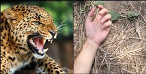 image: Leopard attack on Diksha of Khatima