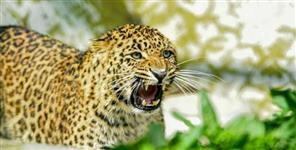 image: Guldar is roaming fearlessly in this colony of Rudraprayag