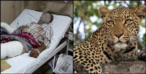 image: Tiger attacked on bike riding youth in ramnagar