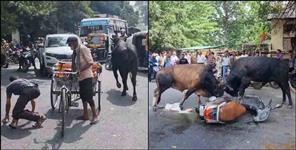image: bull fight on highway in haldwani