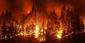image: Women burn in jungle fire in bageshwar uttarakhand