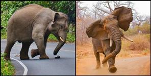 image: Elephant group attack on laborers in nainital