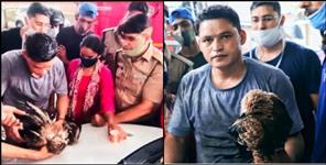 image: Forest worker saved the life of an black kite in Dehradun