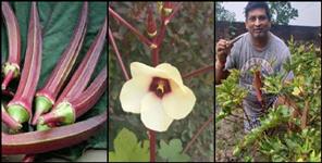 image: Farmers grow red lady finger in the field in Uttarakhand