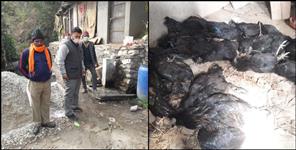 image: 200 chickens killed at poultry farm in Kirtinagar