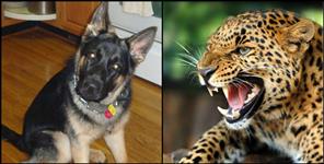 image: Leopard made dog hunt in Nainital