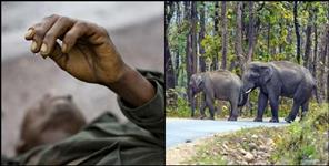 image: Elephant killed an elderly person in Pauri Garhwal