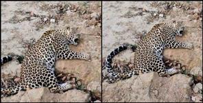 image: Stray dogs attack Leopard in Rudraprayag Ukhimath