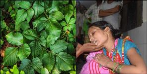 image: Children ate poisonous leaves in Haridwar forest 4 died