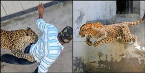 image: Leopard attack on people driving scooty in Pauri Garhwal