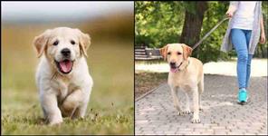 image: dehradun pet dog registration all details