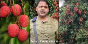image: Litchi production is decreasing in Dehradun