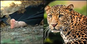 image: Leopard attack on 3 year old Aisha Negi in Srinagar Garhwal Dhikal village
