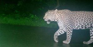 image: Leopard seen near palam city haldwani