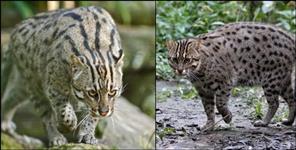 image: fishing cat scene in champawat uttarakhand