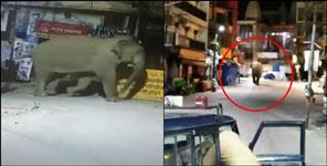 image: Coronavirus Uttarakhand:Elephants came on roads in haridwar