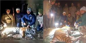 image: Tiger tranquilized in Bhimtal