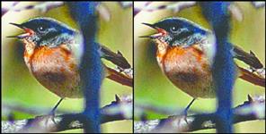 image: Rufous backed redstart bird seen first time in Uttarakhand