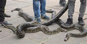 image: 3 giant pythons found in Dhimarkheda