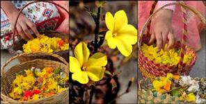 image: Phuldei festival and Story of Phyoli flower