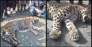 image: Men eater leopard shot dead in pithoragarh