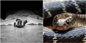 image: Aunt and Nephew Died Due To Snake Bite