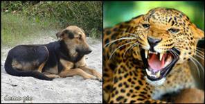 image: Uttarakhad Guldar attacked child dog saved his life