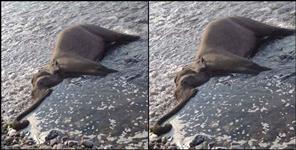 image: Elephant dead Body found in song river haridwar
