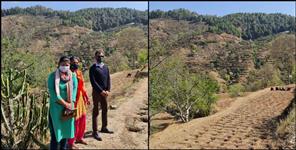image: Harvesting of medicinal plants in Pauri Garhwal