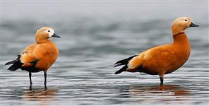 image: Pair of surkhab birds seen in ramnagar