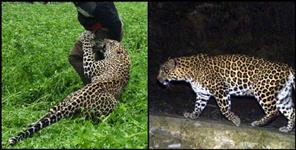image: Tehri Garhwal Father saves son from Leopard