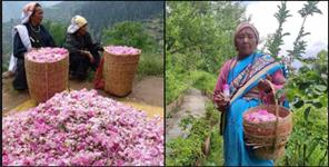 image: Millions earned from rose cultivation in Chamoli Joshimath